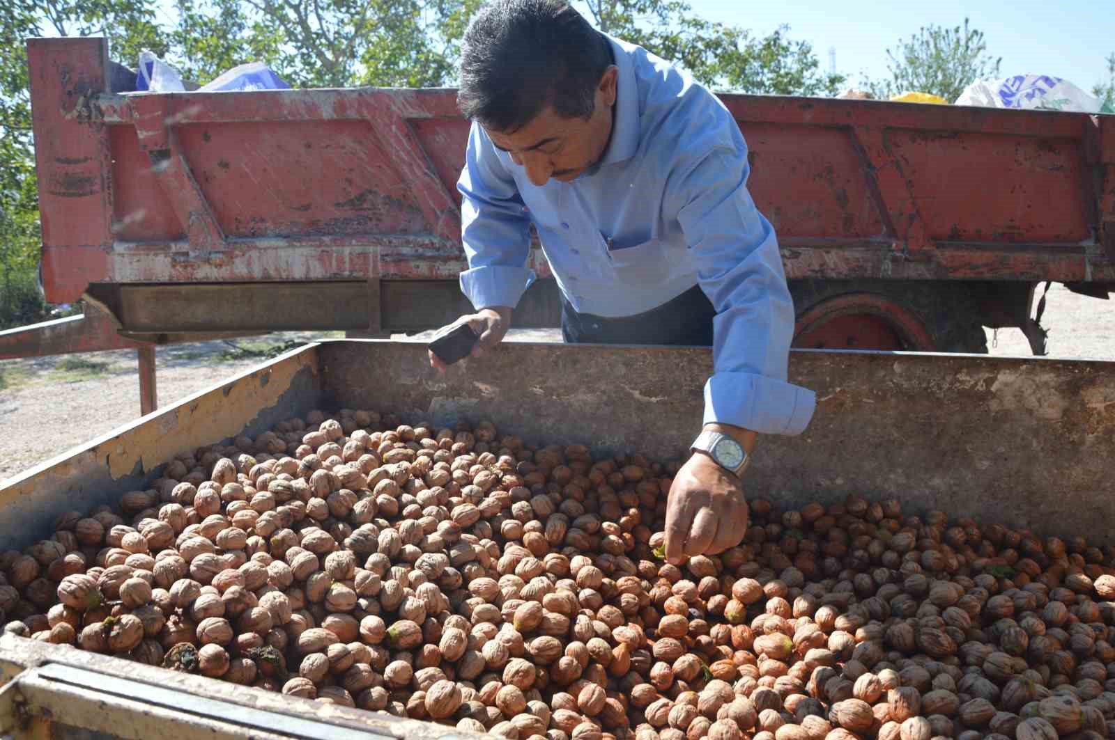 Modern tekniklerle toplanan Niksar cevizinde kalite zirveye taşındı
