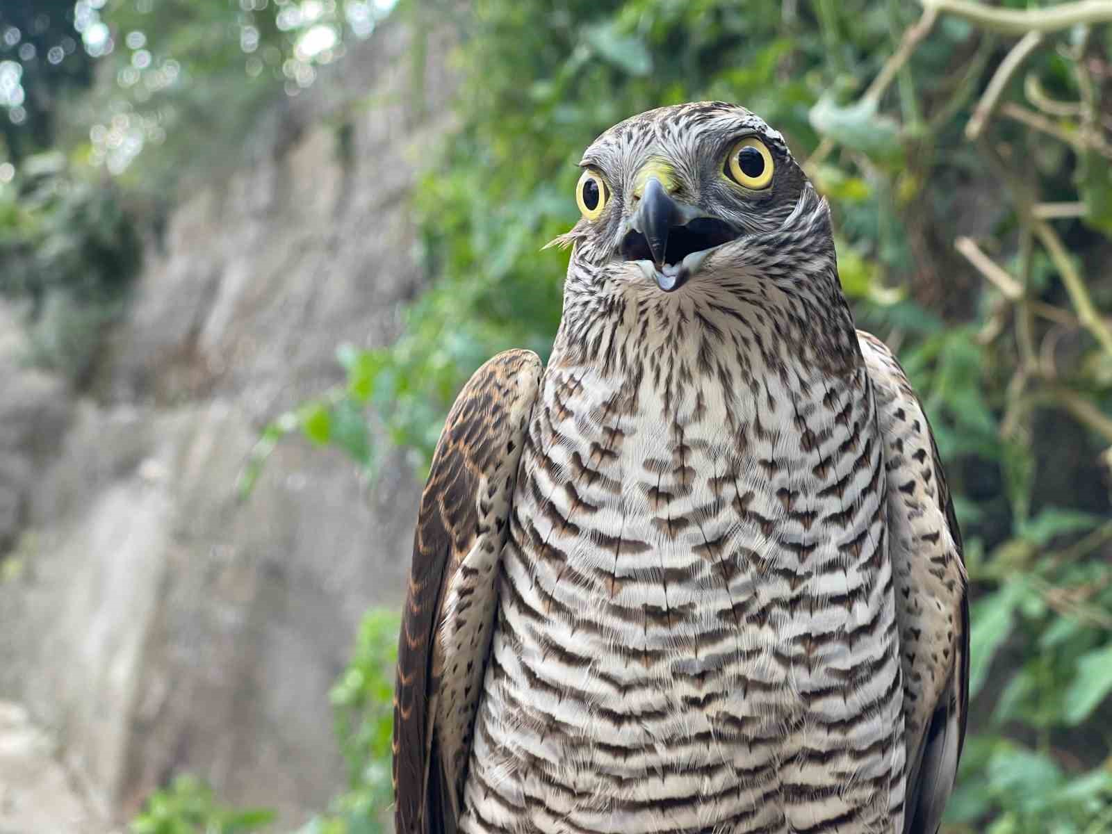 Rize’de ’atmaca’cılık geleneği dededen toruna babadan oğula sürdürülüyor
