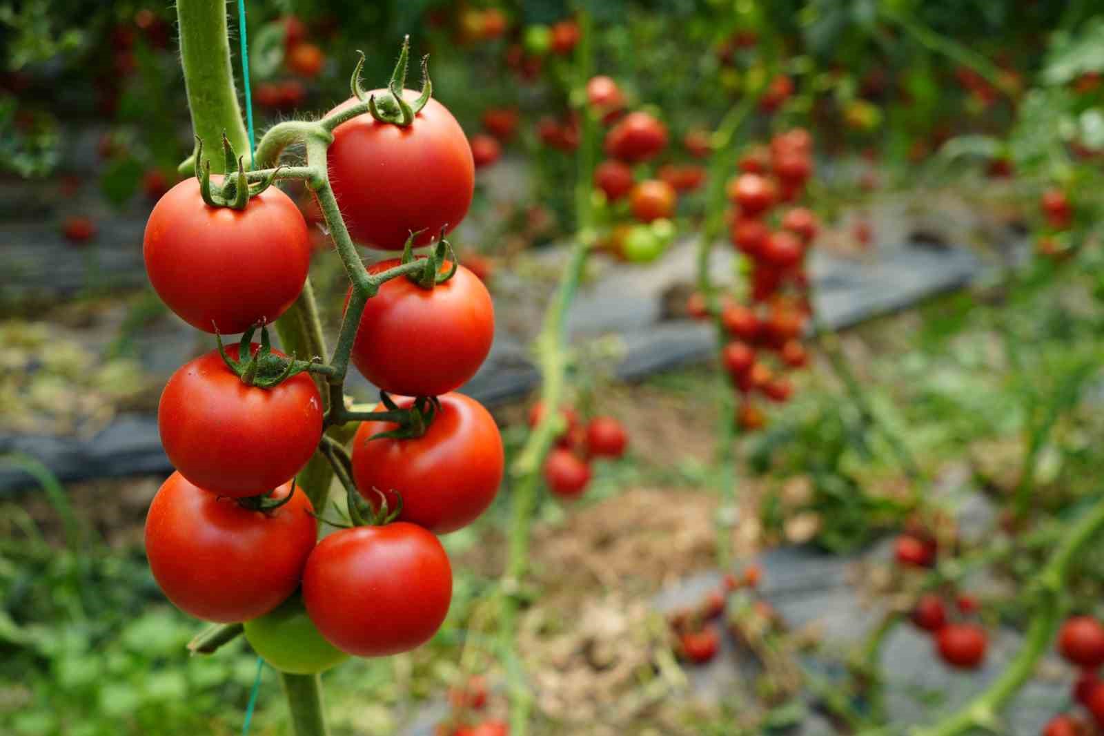 Antalya’da domatesin miktarı düştü, fiyatı arttı
