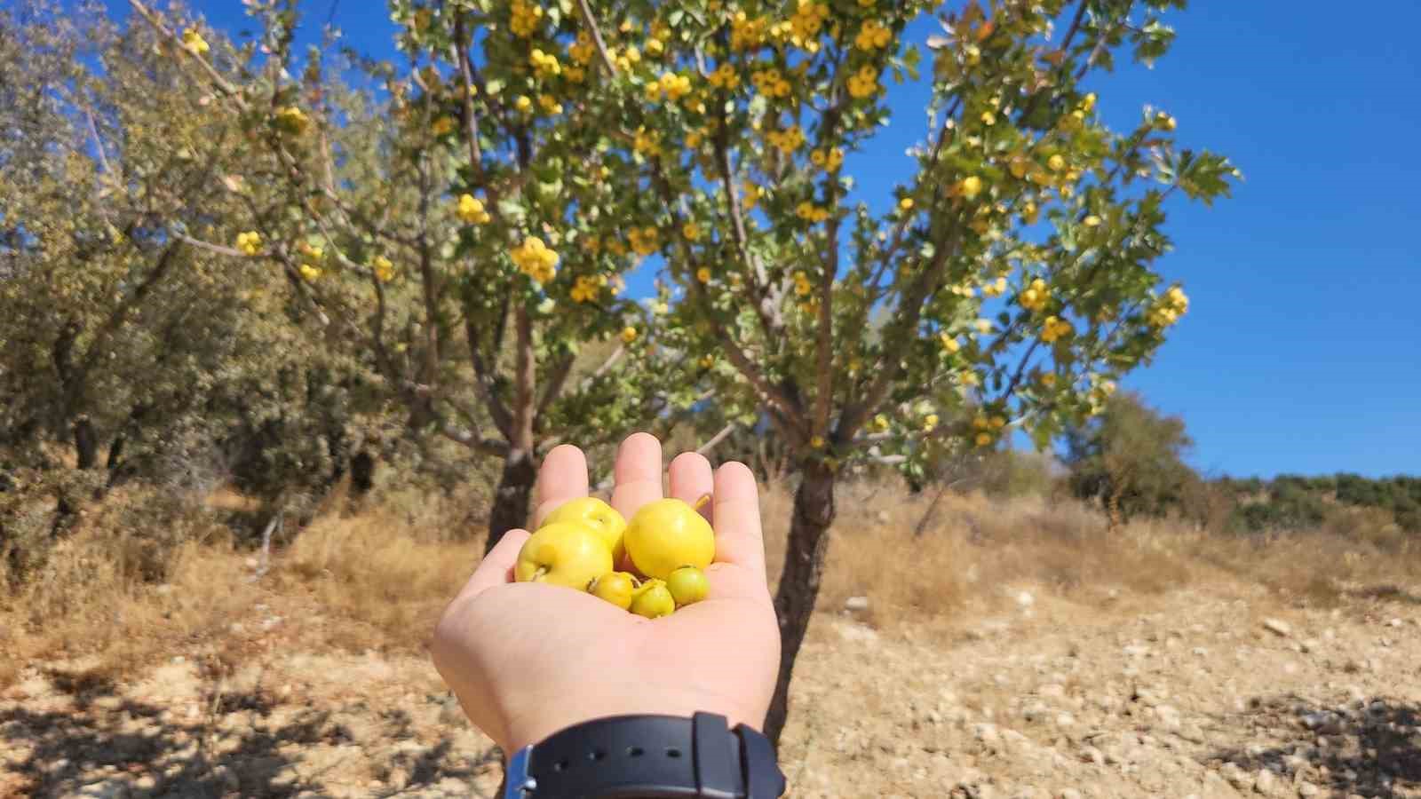 Şifa kaynağı alıç meyvesinin hasadı başladı
