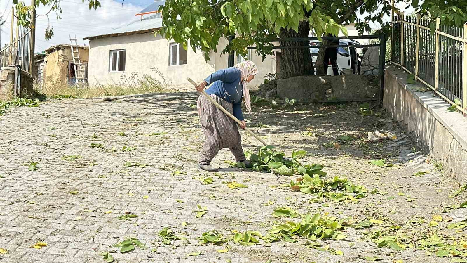 Okul yolunda ceviz ikramı
