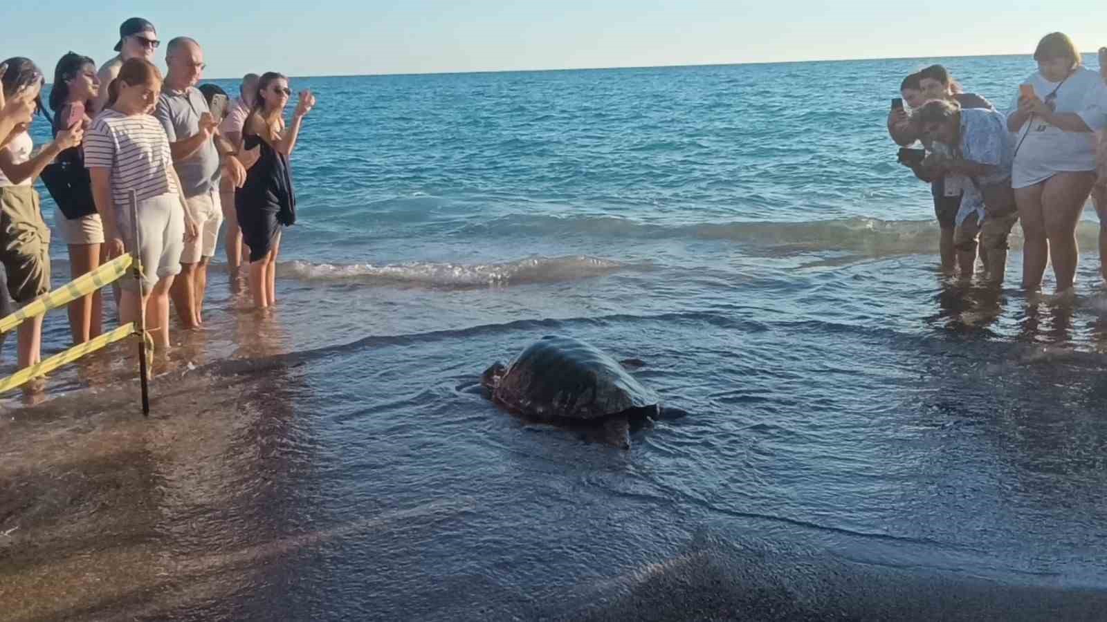 Tedavileri tamamlanan 2 caretta caretta denize bırakıldı
