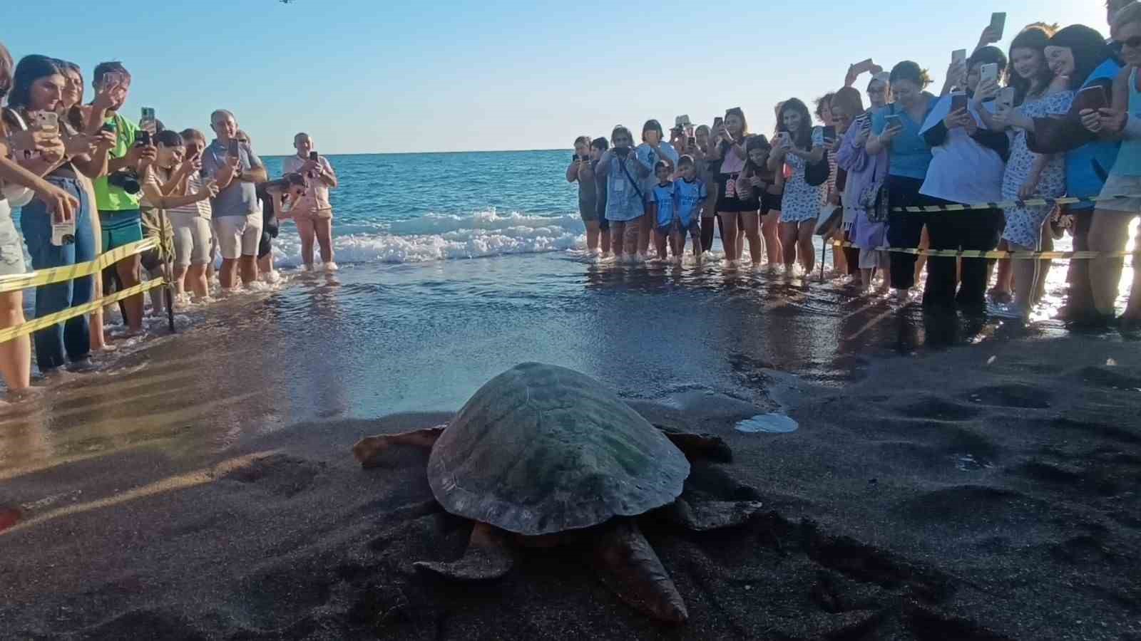 Tedavileri tamamlanan 2 caretta caretta denize bırakıldı
