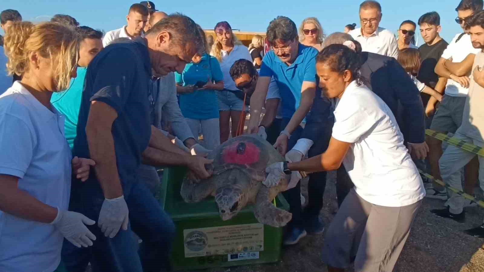 Tedavileri tamamlanan 2 caretta caretta denize bırakıldı
