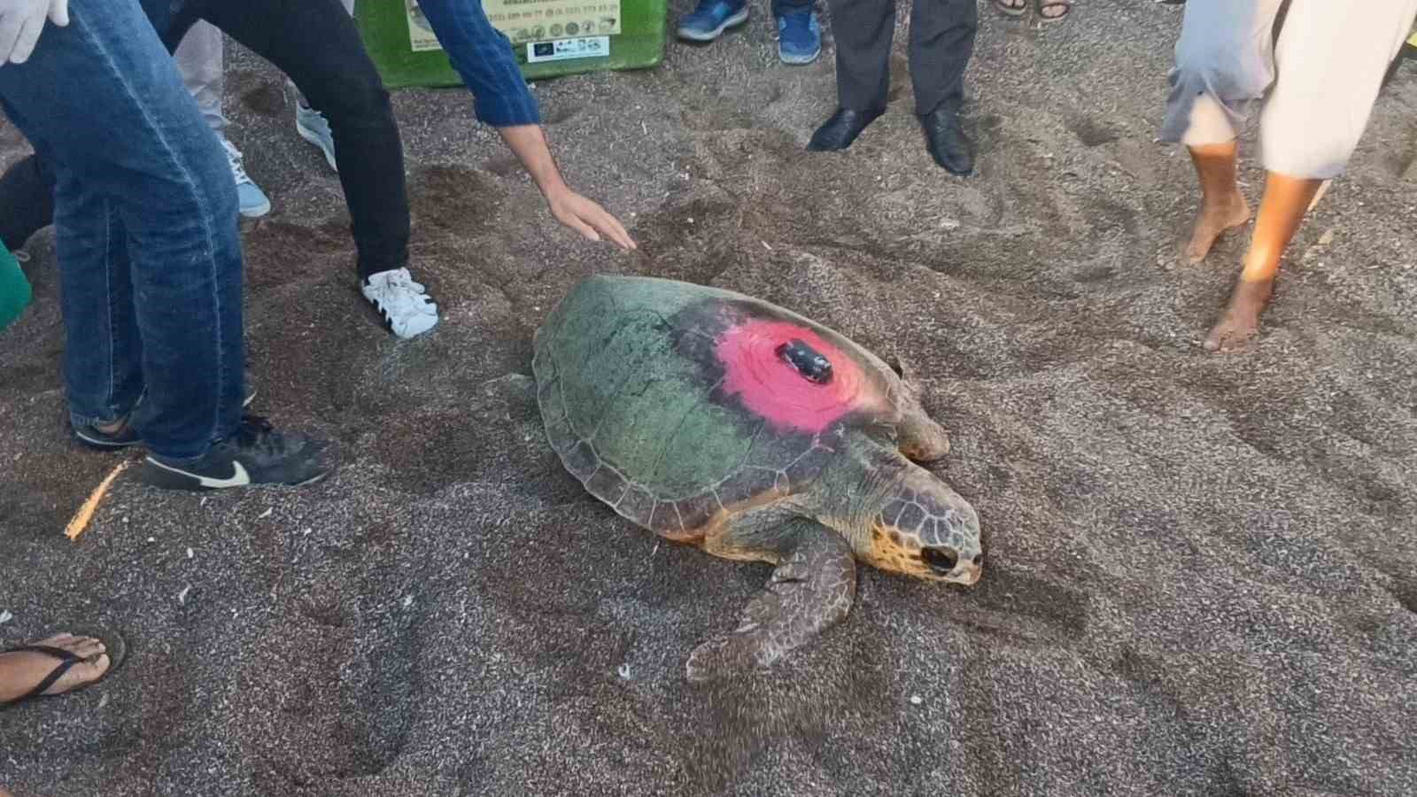 Tedavileri tamamlanan 2 caretta caretta denize bırakıldı
