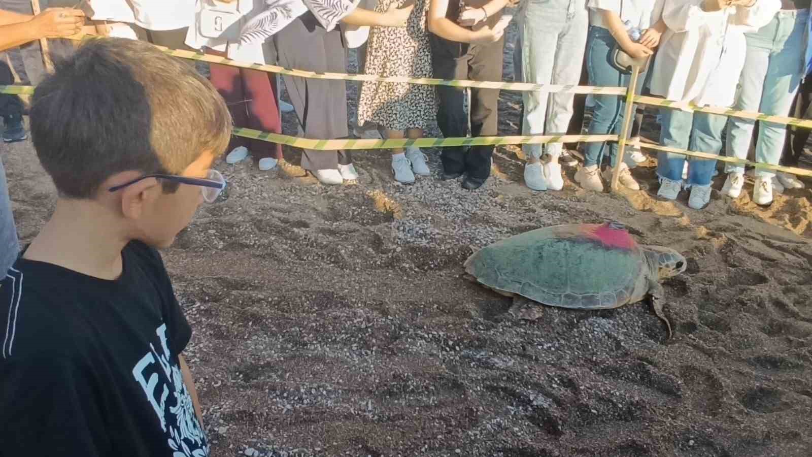 Tedavileri tamamlanan 2 caretta caretta denize bırakıldı
