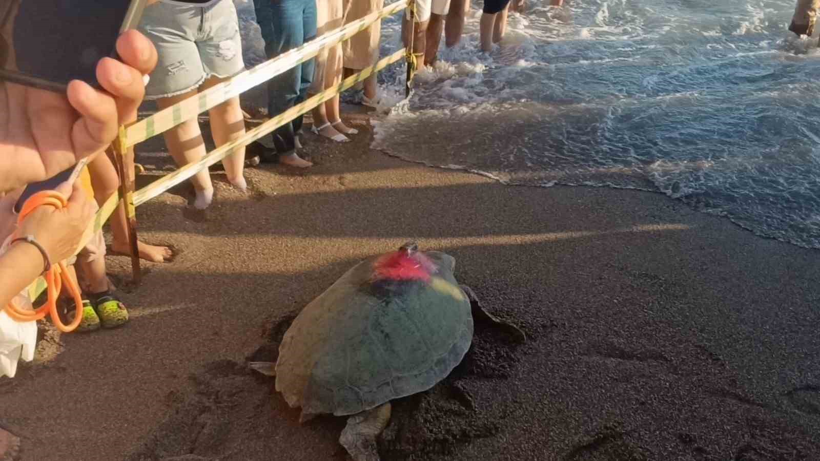 Tedavileri tamamlanan 2 caretta caretta denize bırakıldı
