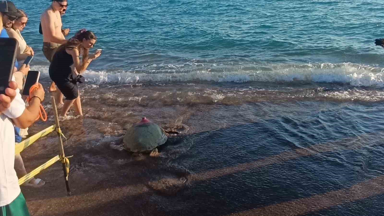 Tedavileri tamamlanan 2 caretta caretta denize bırakıldı
