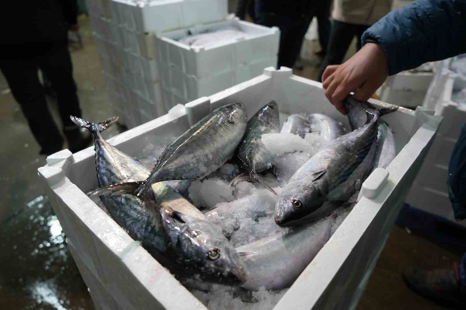 Balık mezadında kasalar dolusu palamut kapış kapış satıldı
