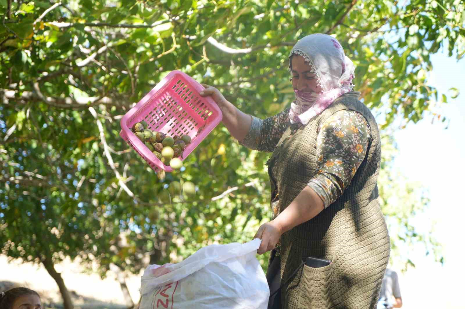 100 yıldır aynı heyecanla ceviz hasadı yapılıyor
