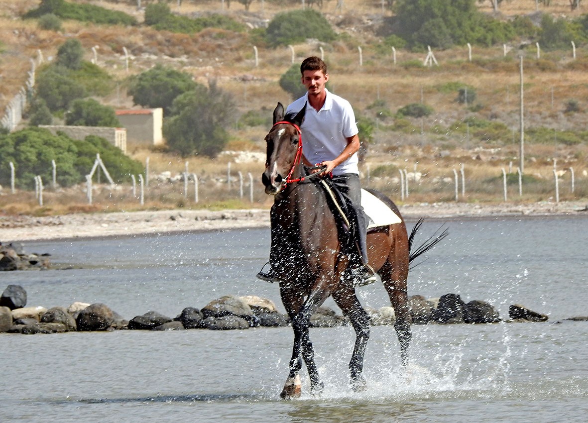 Şampiyon atlar Alaçatı’da yetişiyor
