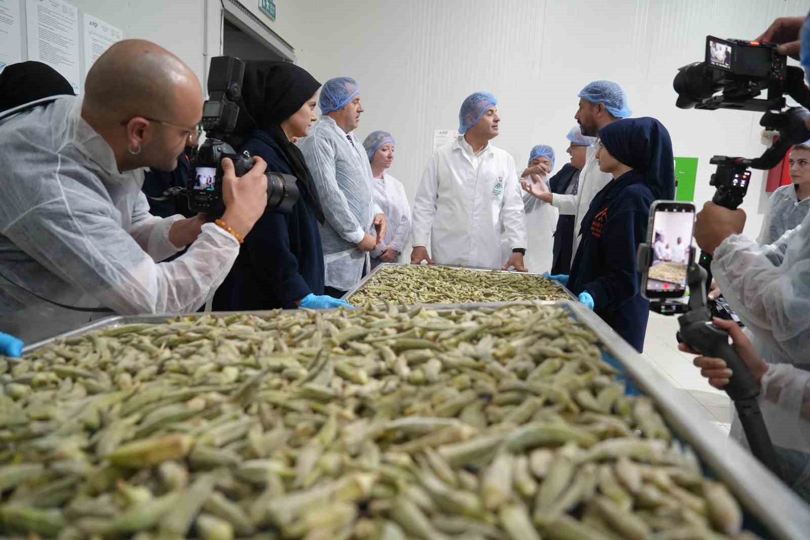 Balıkesir bamyasını cips yapıp 15 kat değer kattılar...Amerika pazarına gönderdiler
