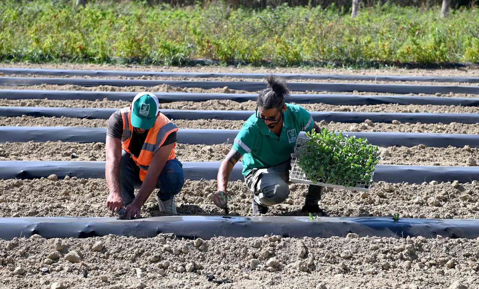 Adabahçe bu kış da sofralara lezzet ve bereket katacak
