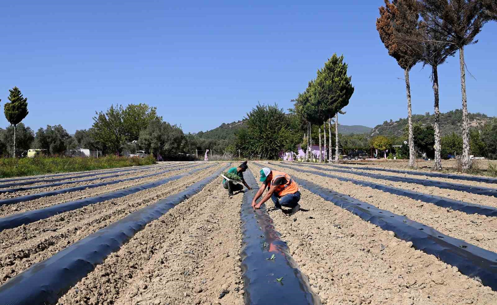 Adabahçe bu kış da sofralara lezzet ve bereket katacak
