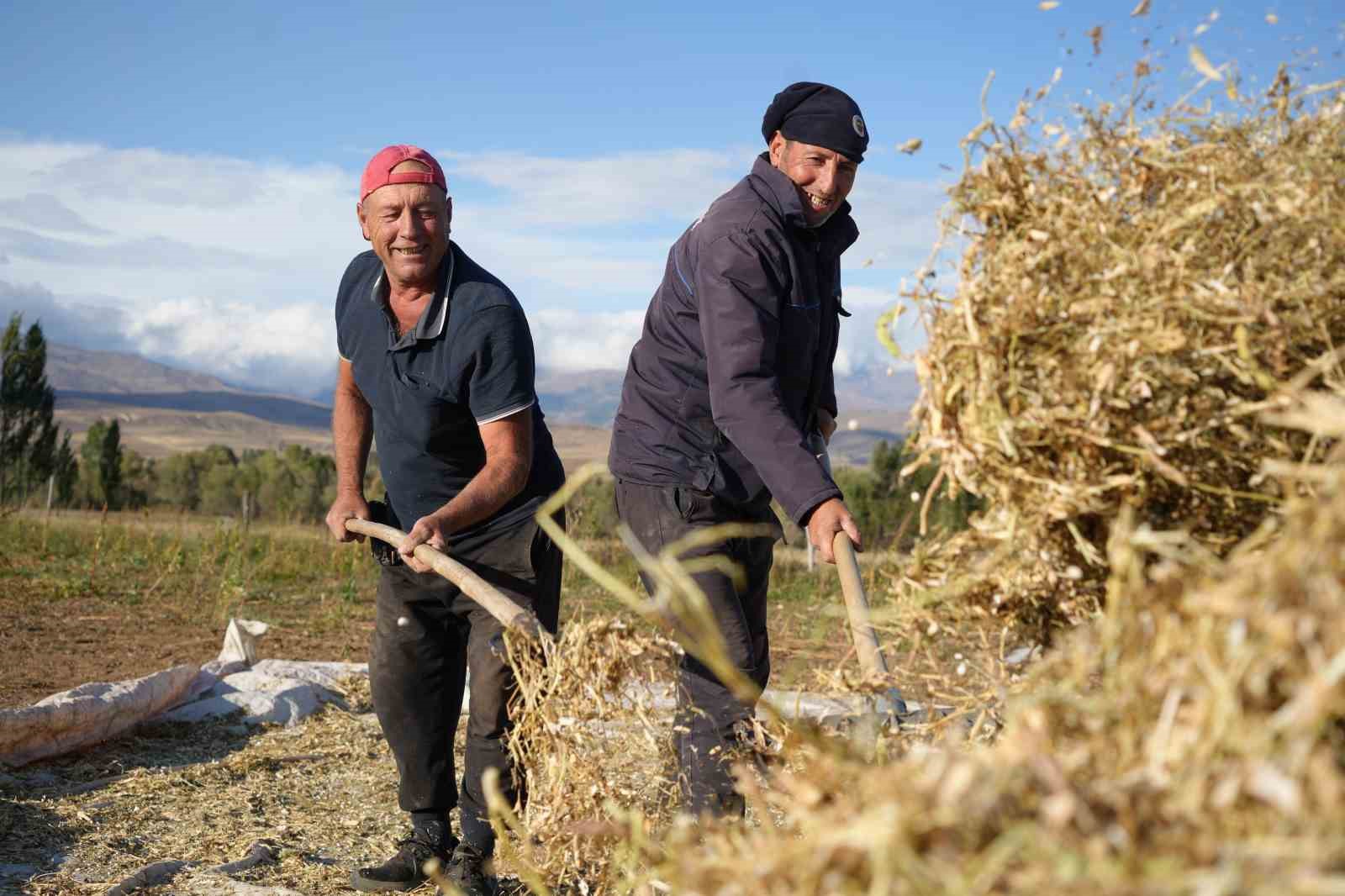 Güle oynaya hasat edilen kuru fasulyede yüksek rekolte çiftçinin yüzünü güldürdü
