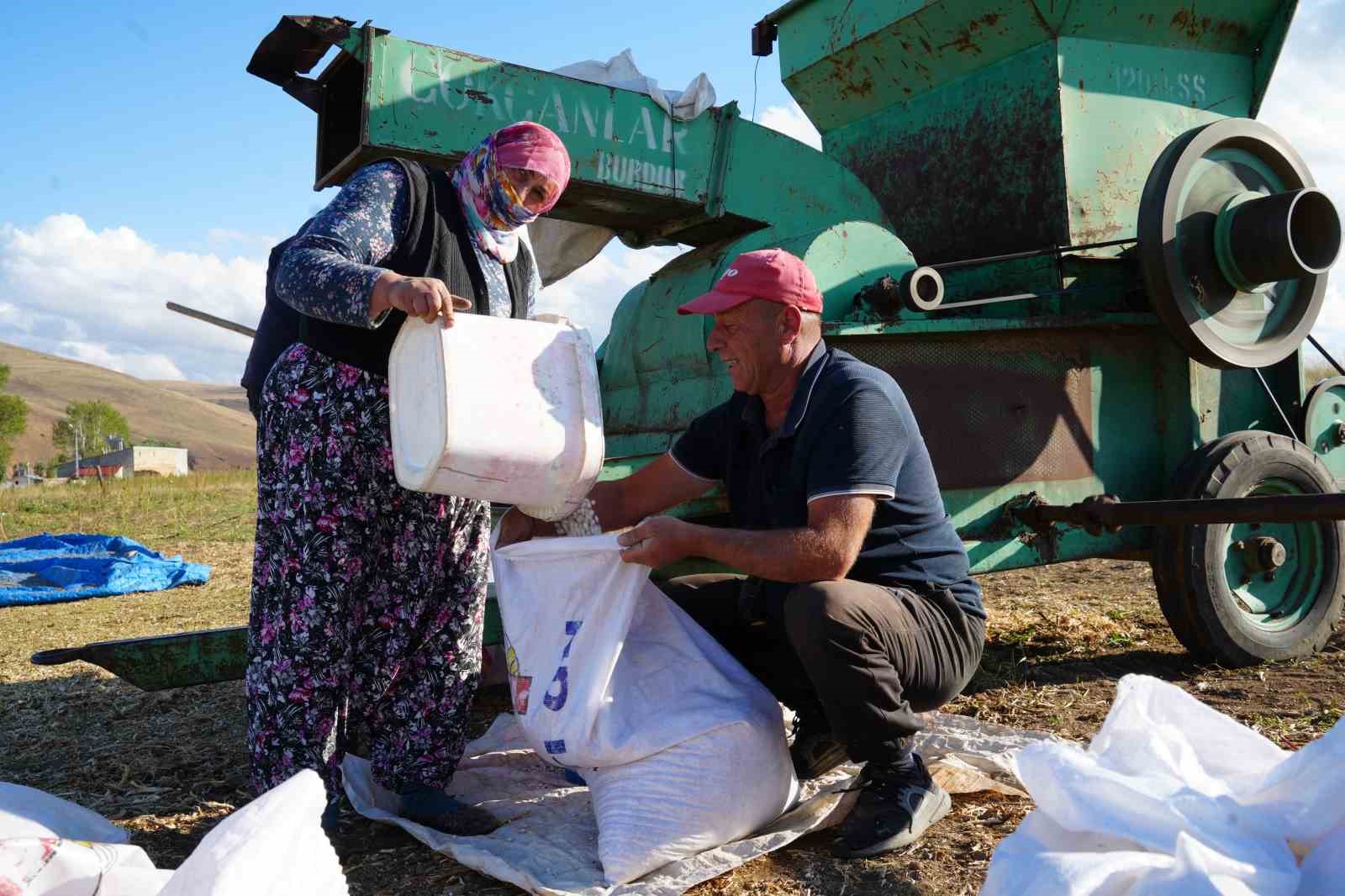 Güle oynaya hasat edilen kuru fasulyede yüksek rekolte çiftçinin yüzünü güldürdü
