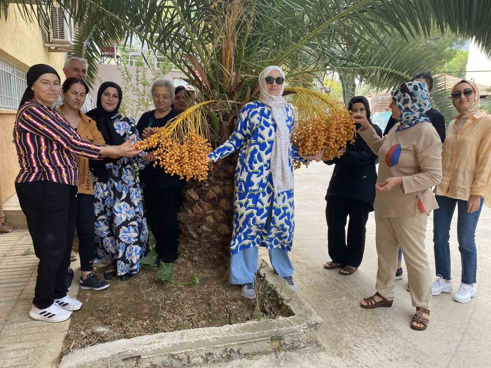 Küresel ısınma hurma ağacının meyve vermesine neden oldu
