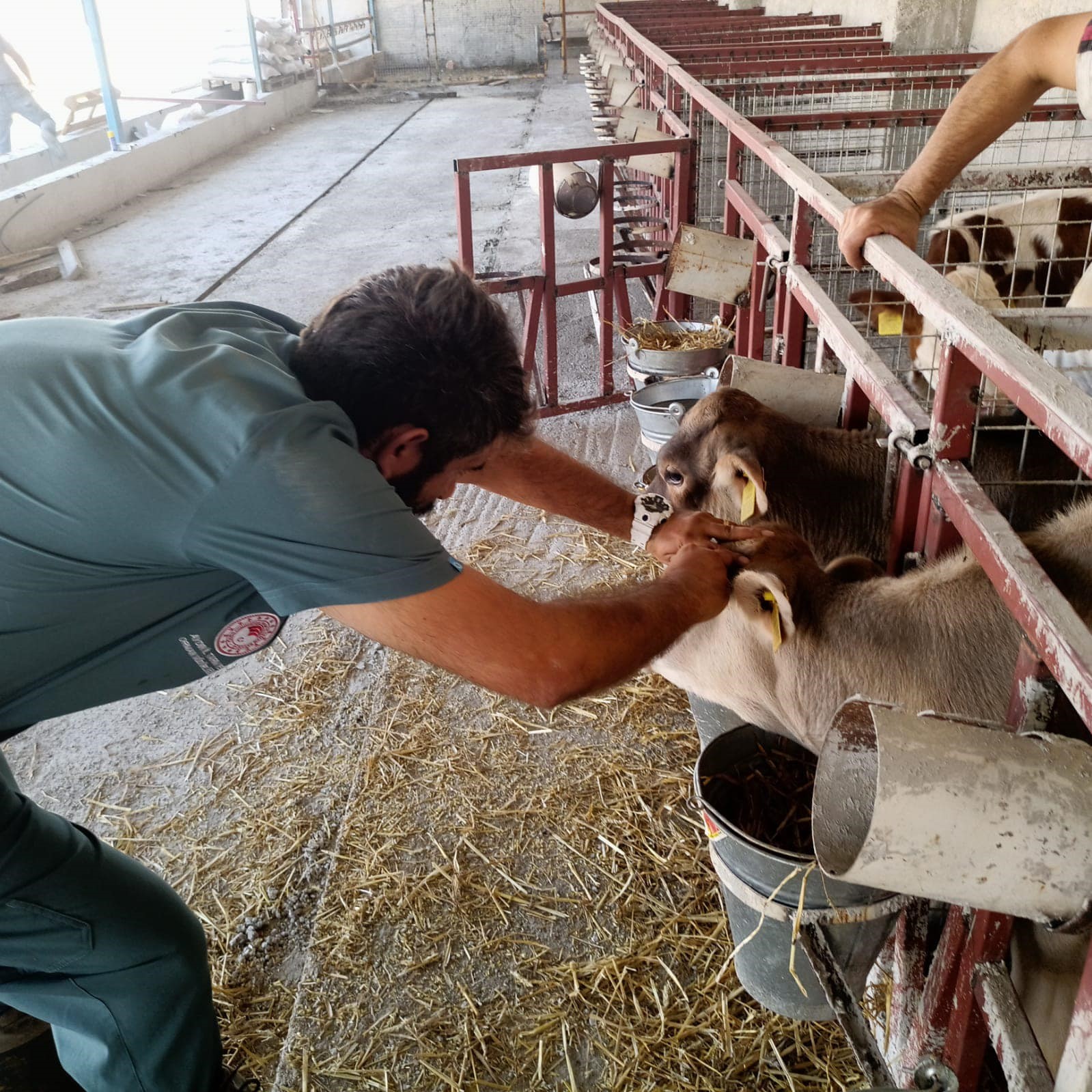 Didim Tarım ve Orman Müdürlüğü’nün aşılama çalışmaları sürüyor
