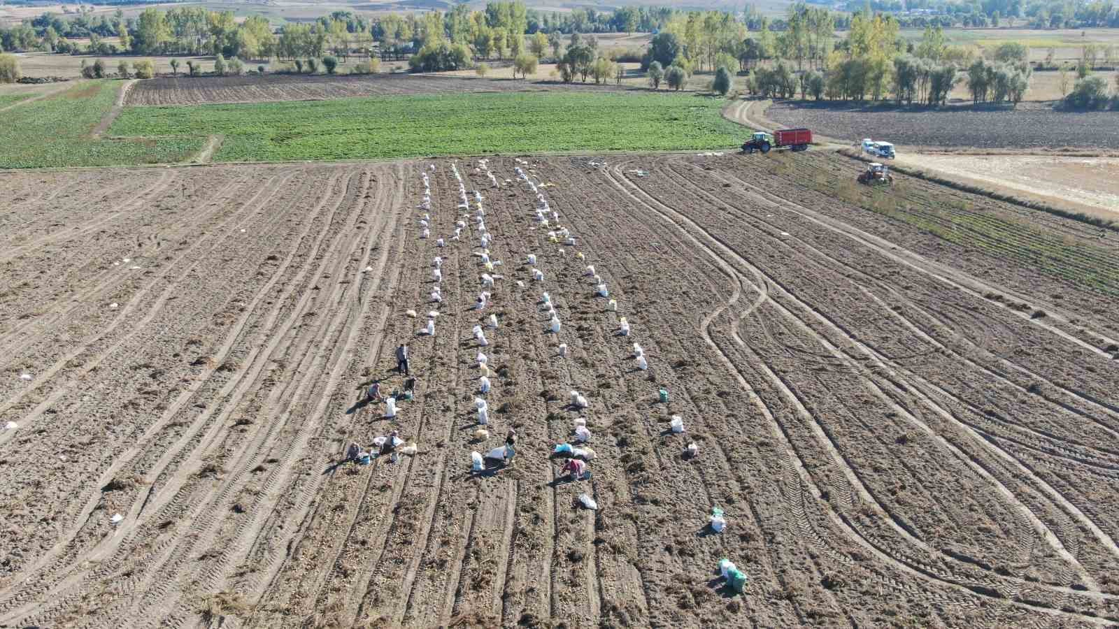 Deneme amaçlı ekilen patates, iki ilçenin geçim kaynağı oldu
