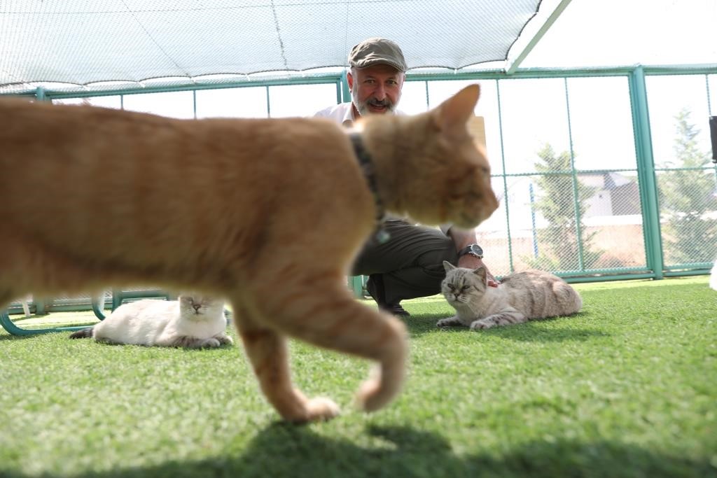 Kayseri’de ilk olan ‘Küçük Dostlar Kedi Kasabası’ ziyaretçi akınına uğruyor
