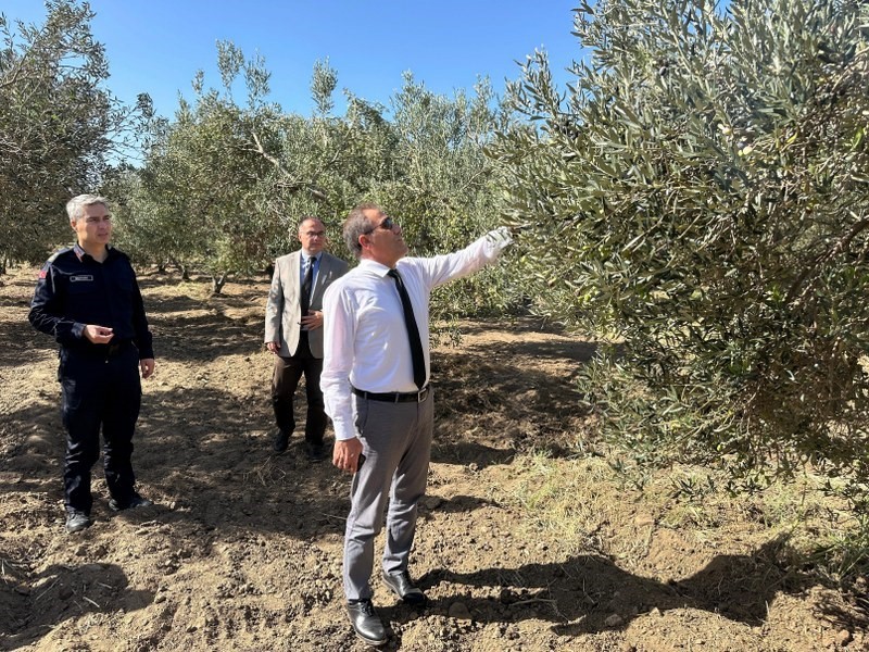 Kaymakam İlyas Memiş, Çoruk Mahallesi’nde zeytin hasadına katıldı
