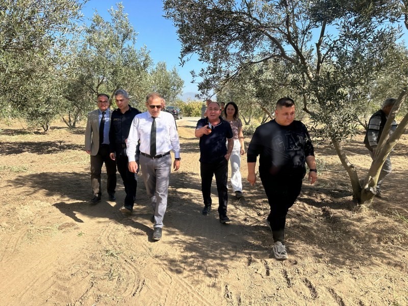 Kaymakam İlyas Memiş, Çoruk Mahallesi’nde zeytin hasadına katıldı
