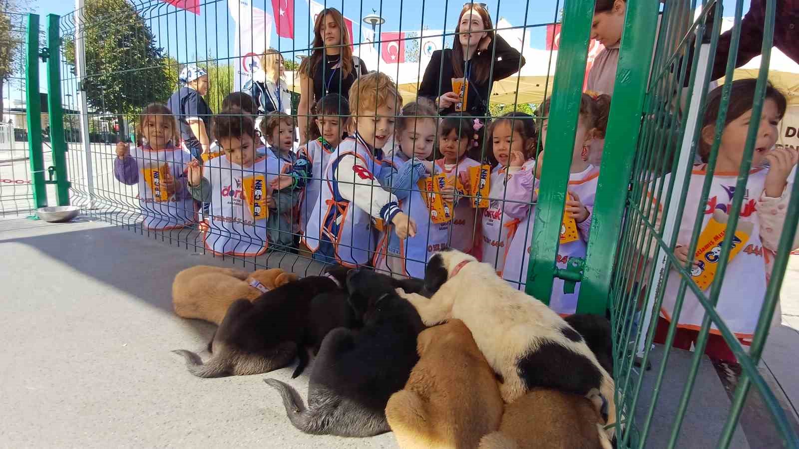 Belediye sokak hayvanlarını unutmadı
