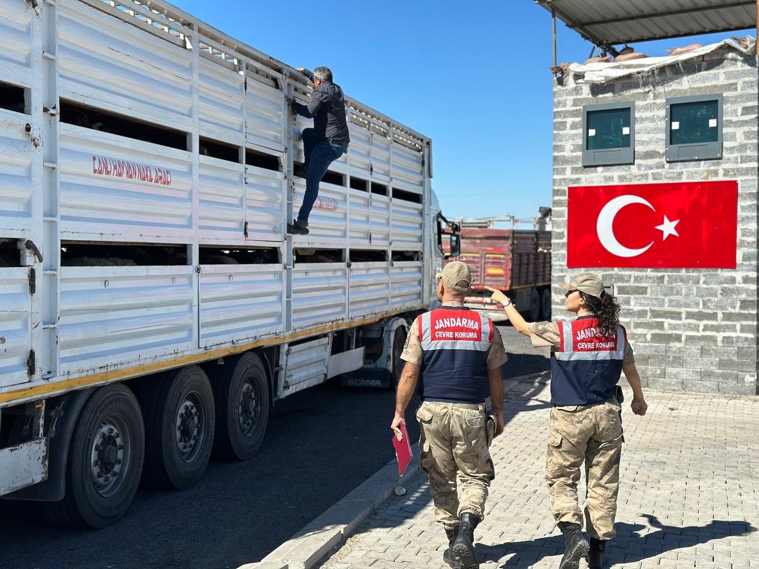 Diyarbakır’da sevk belgesi olmayan 384 adet hayvan kontrole takıldı
