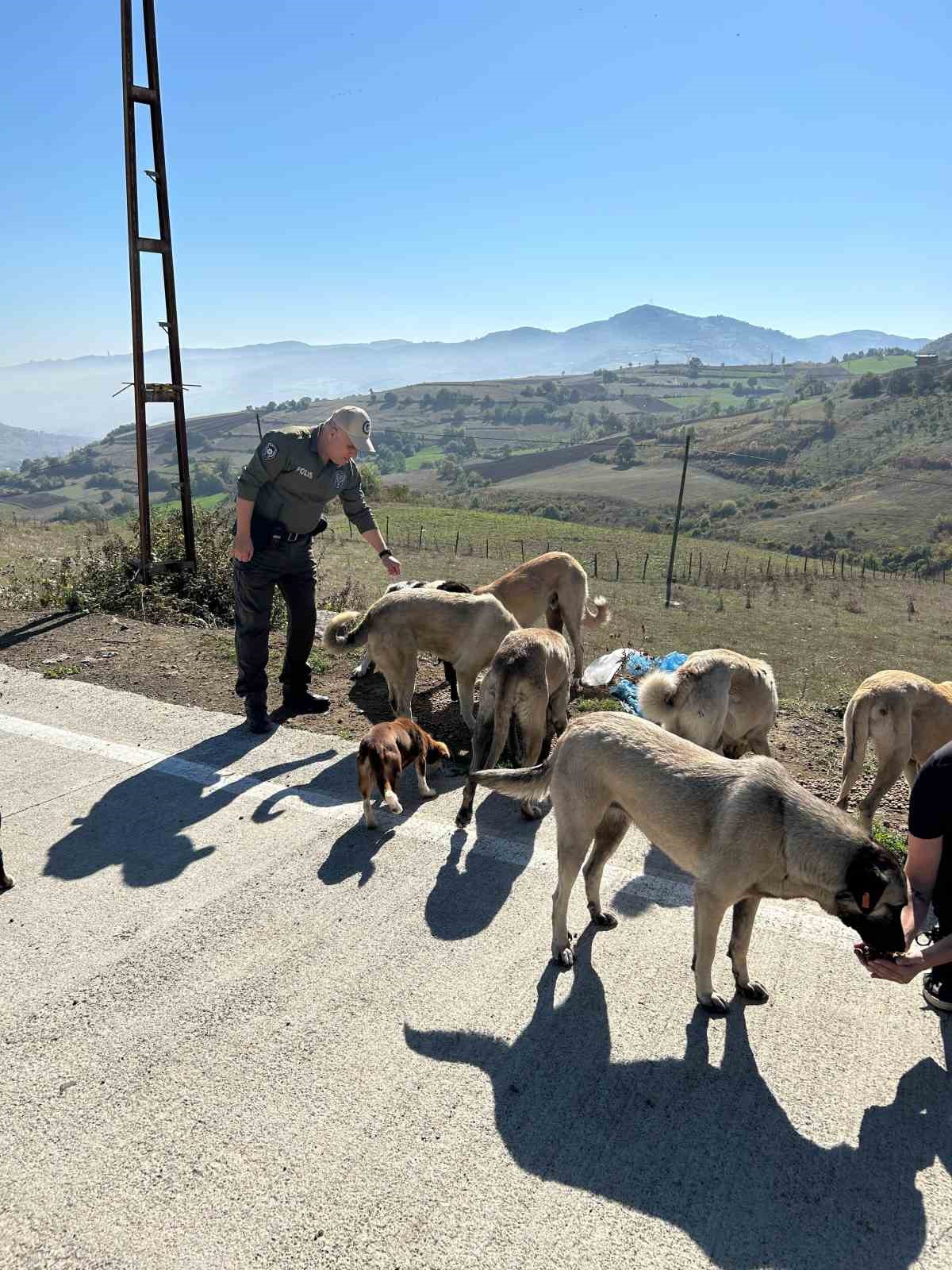 Sokak hayvanlarına destek
