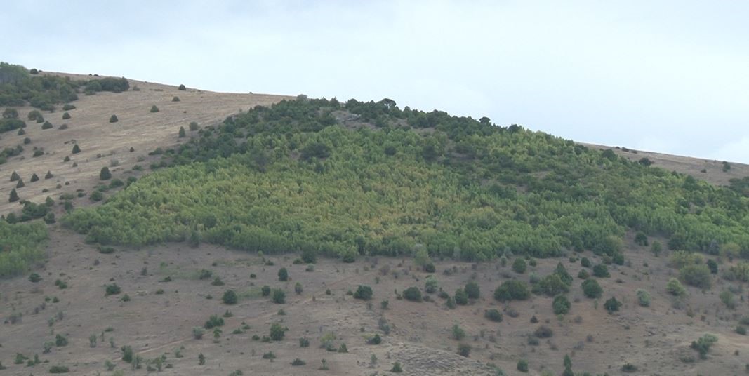 Yüksek budama fiyatları köylüleri odunsuz bıraktı
