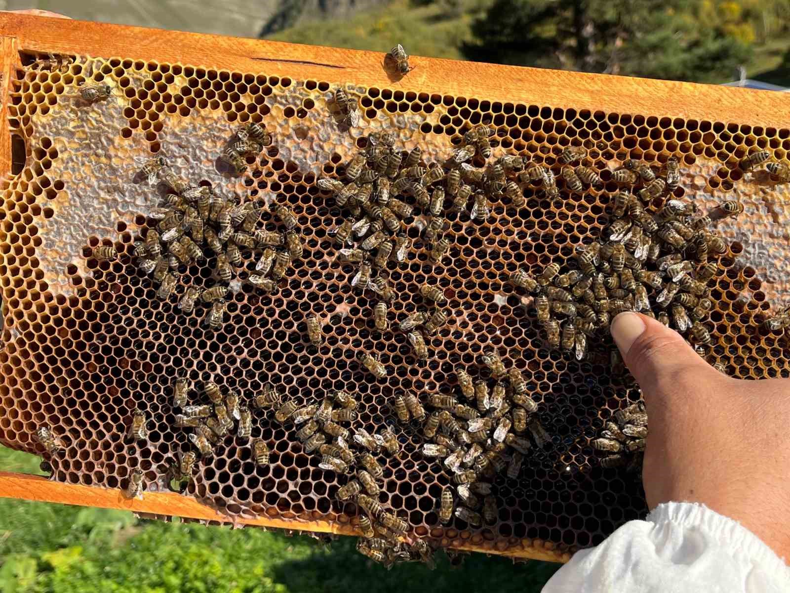 Artvin’de keşfedilen bal, köylünün yeni gelir kapısı oldu
