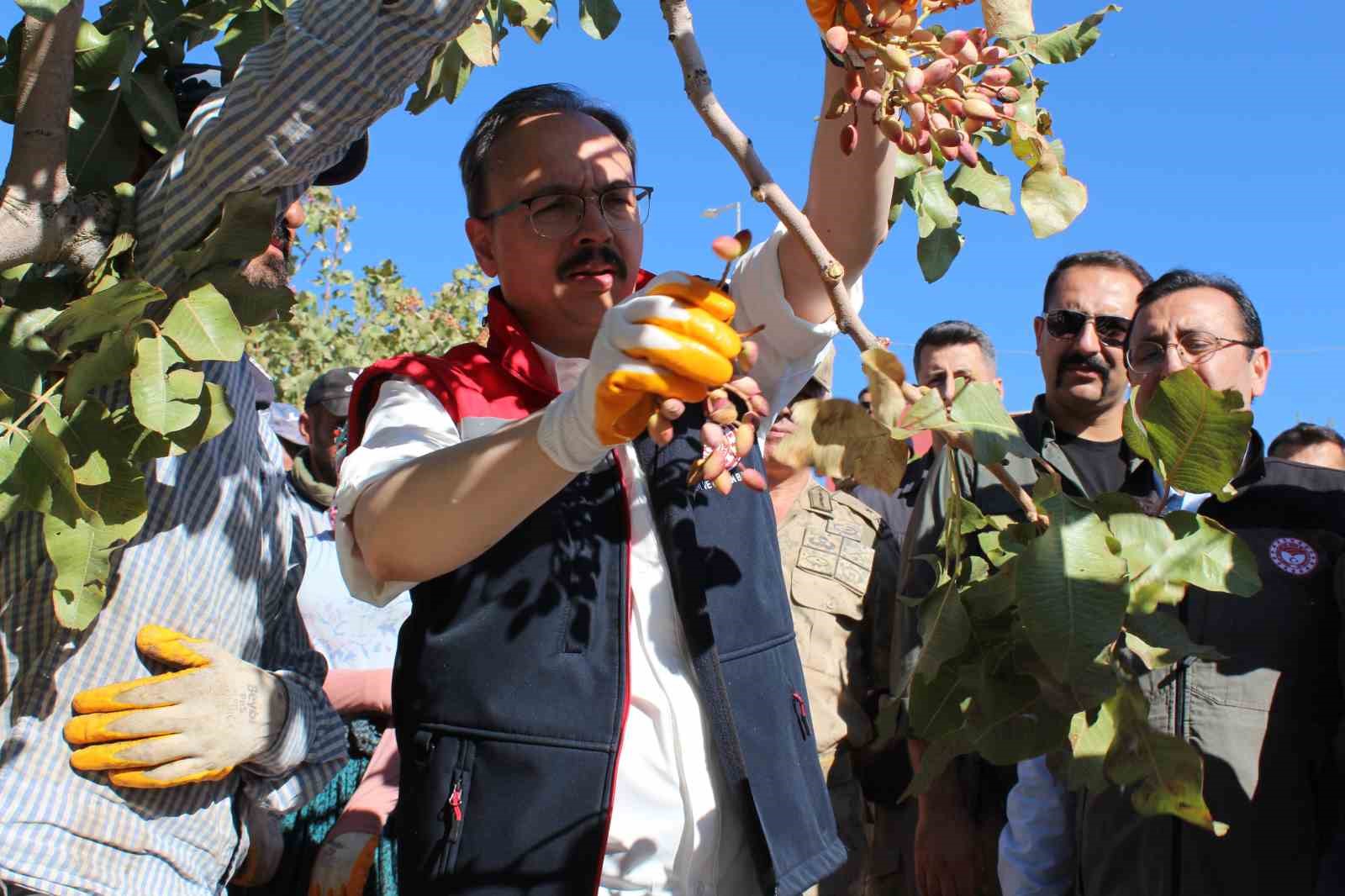 Siirt’te ‘Fıstık Festivali’ kapsamında fıstık hasadı yapıldı
