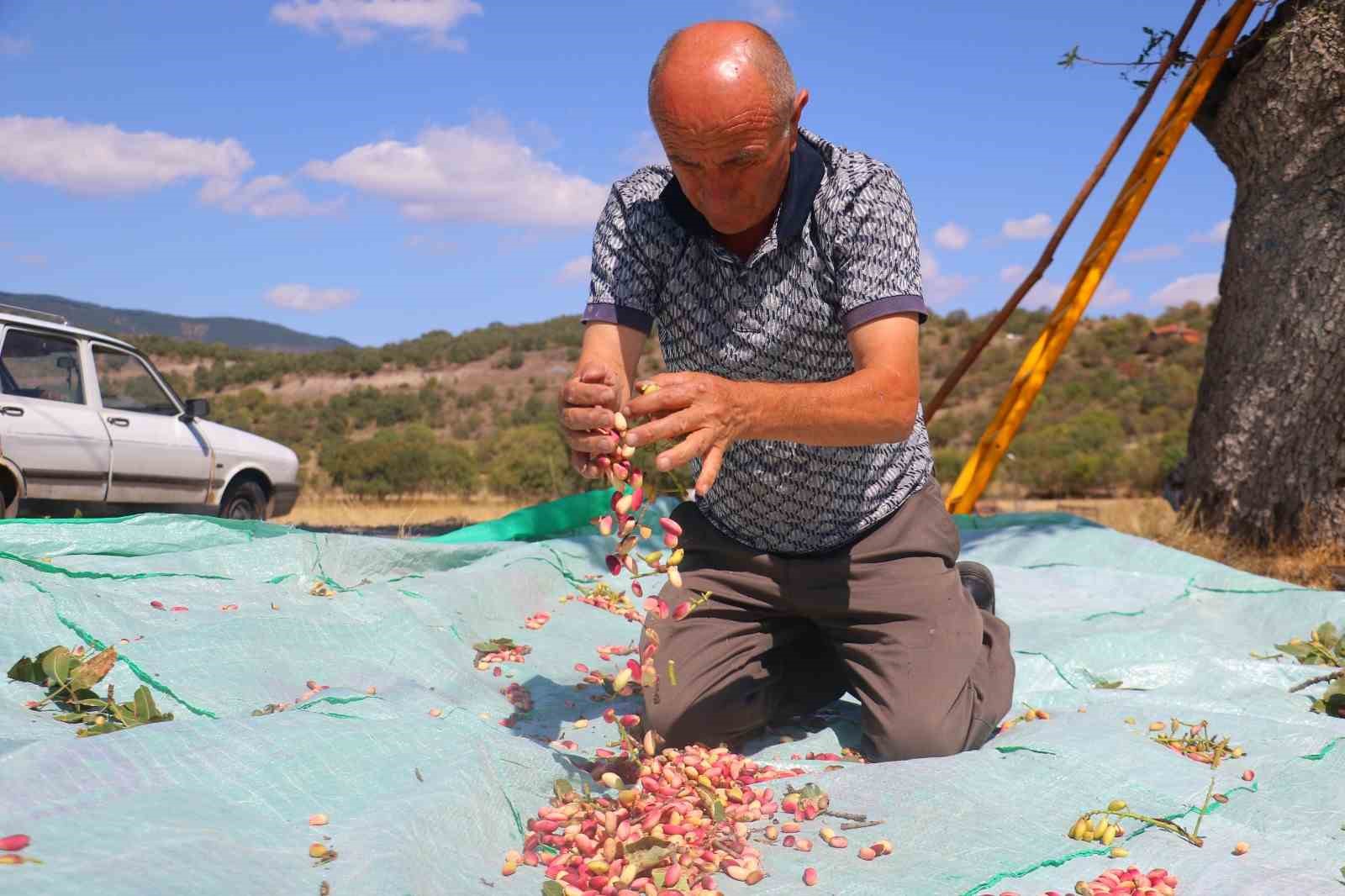 Başkentli çiftçiler ’yeşil altının’ üretim kapasitesinin artırılması için aşılama desteği bekliyor
