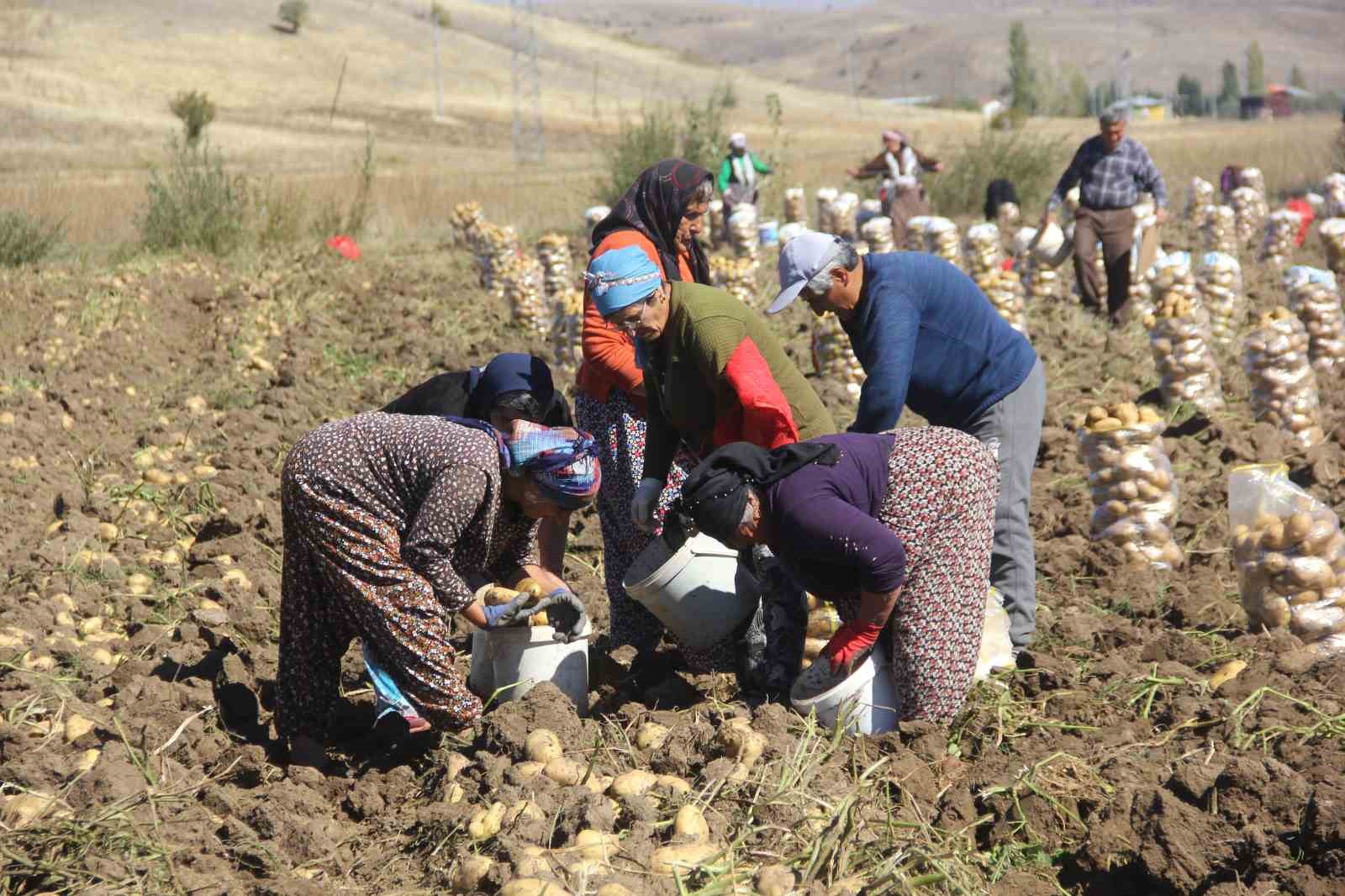 Sivaslı patates üreticisi aracıları ortadan kaldırdı, kendi üretip kendi satıyor
