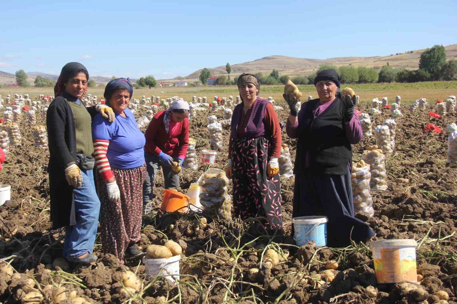 Sivaslı patates üreticisi aracıları ortadan kaldırdı, kendi üretip kendi satıyor
