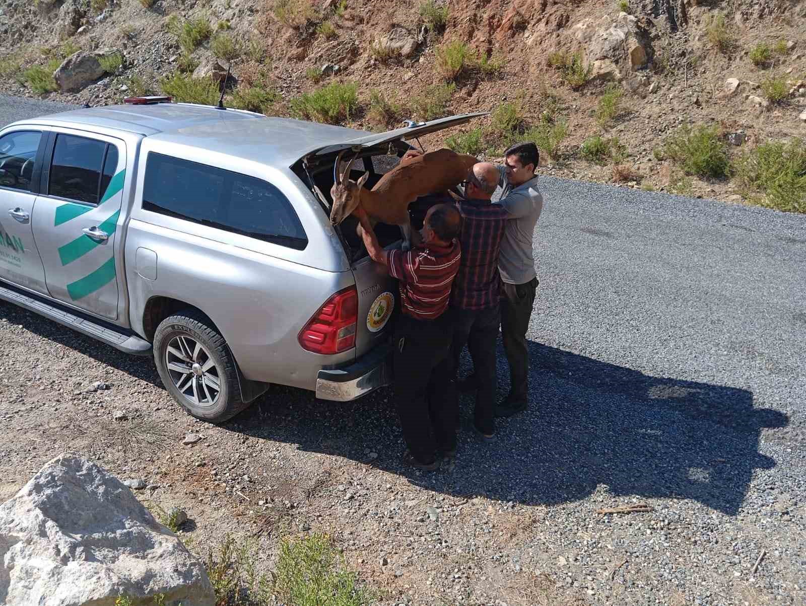 Yaralı bulunan dağ keçisi tedaviye gönderildi
