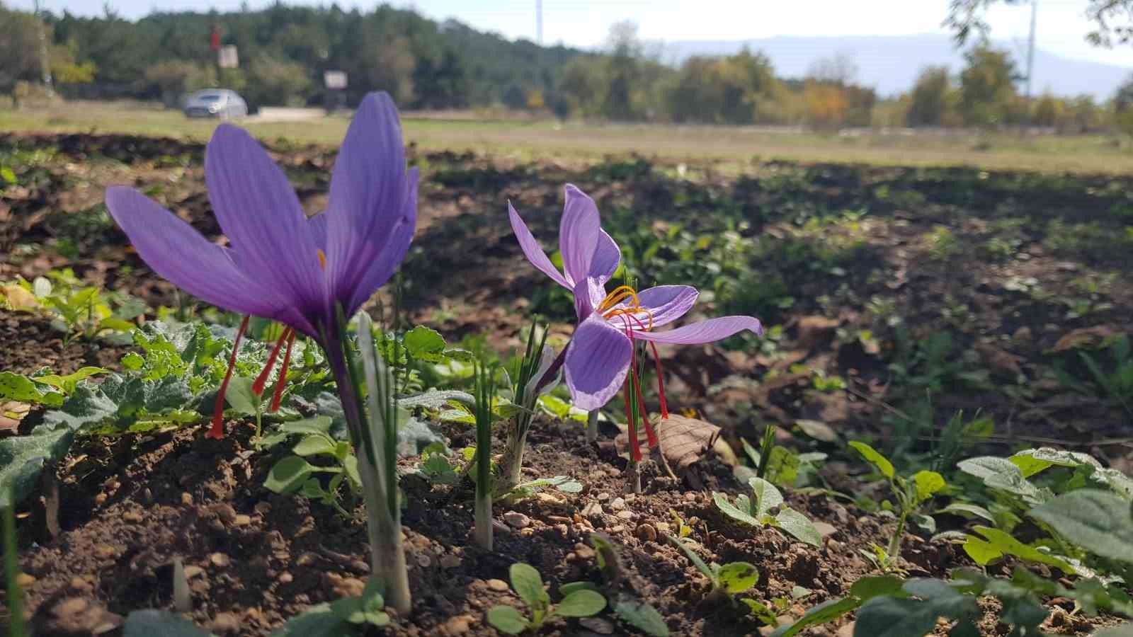 “Dünyanın en pahalı baharatı