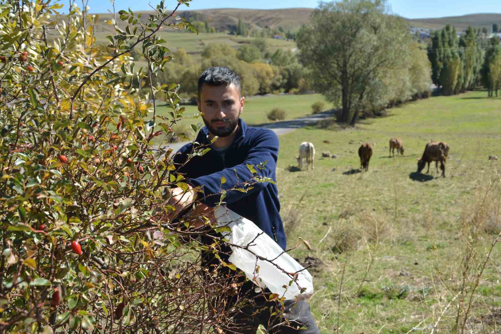 Sarıkamış’ta kuşburnu toplama sezonu başladı
