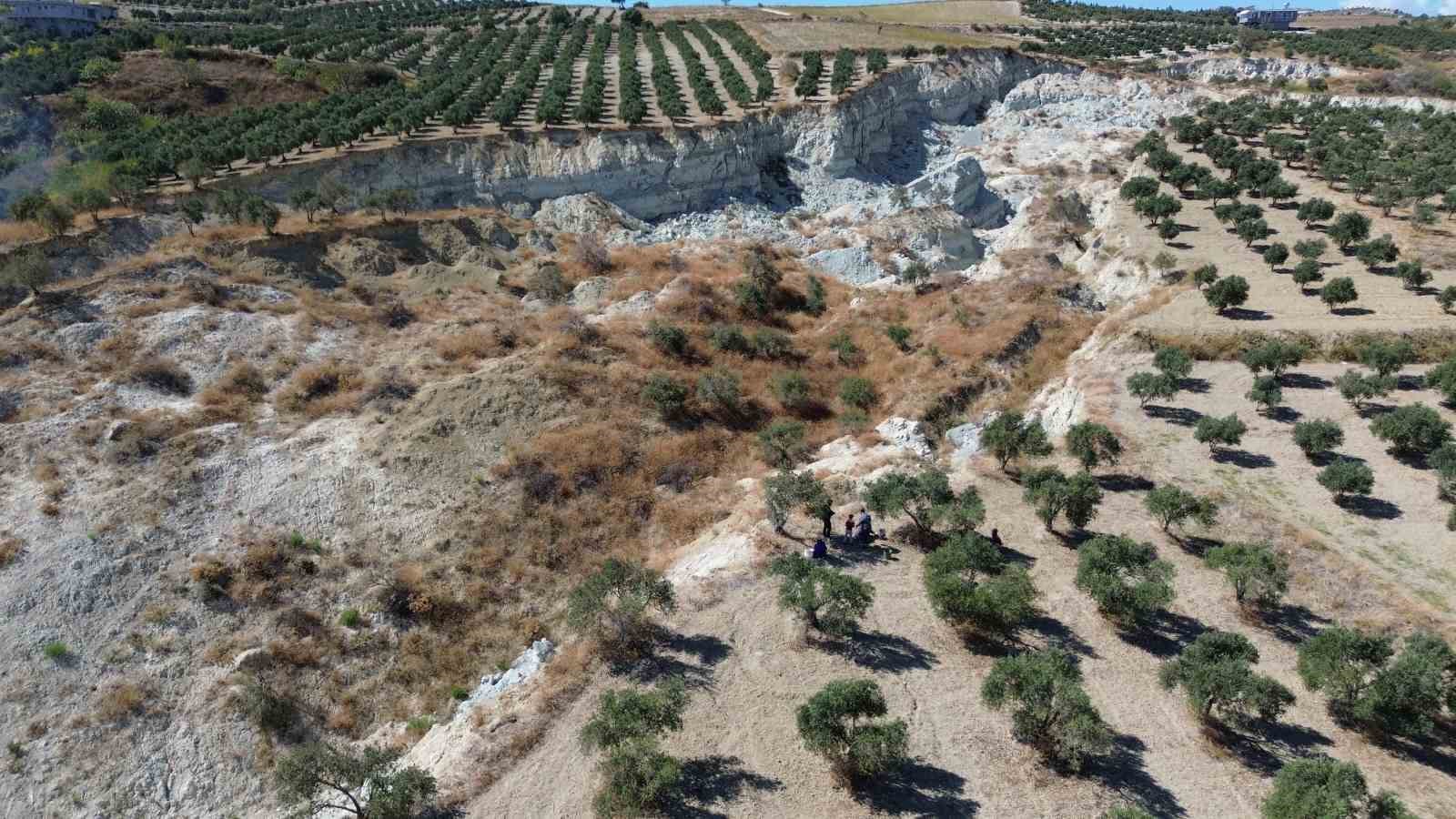 Depremin büyüklüğünü gösteren devasa yarığın ikiye ayırdığı bahçede tedirgin eden zeytin hasadı
