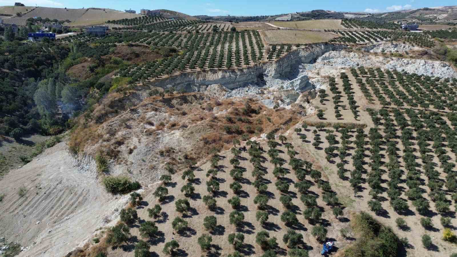 Depremin büyüklüğünü gösteren devasa yarığın ikiye ayırdığı bahçede tedirgin eden zeytin hasadı
