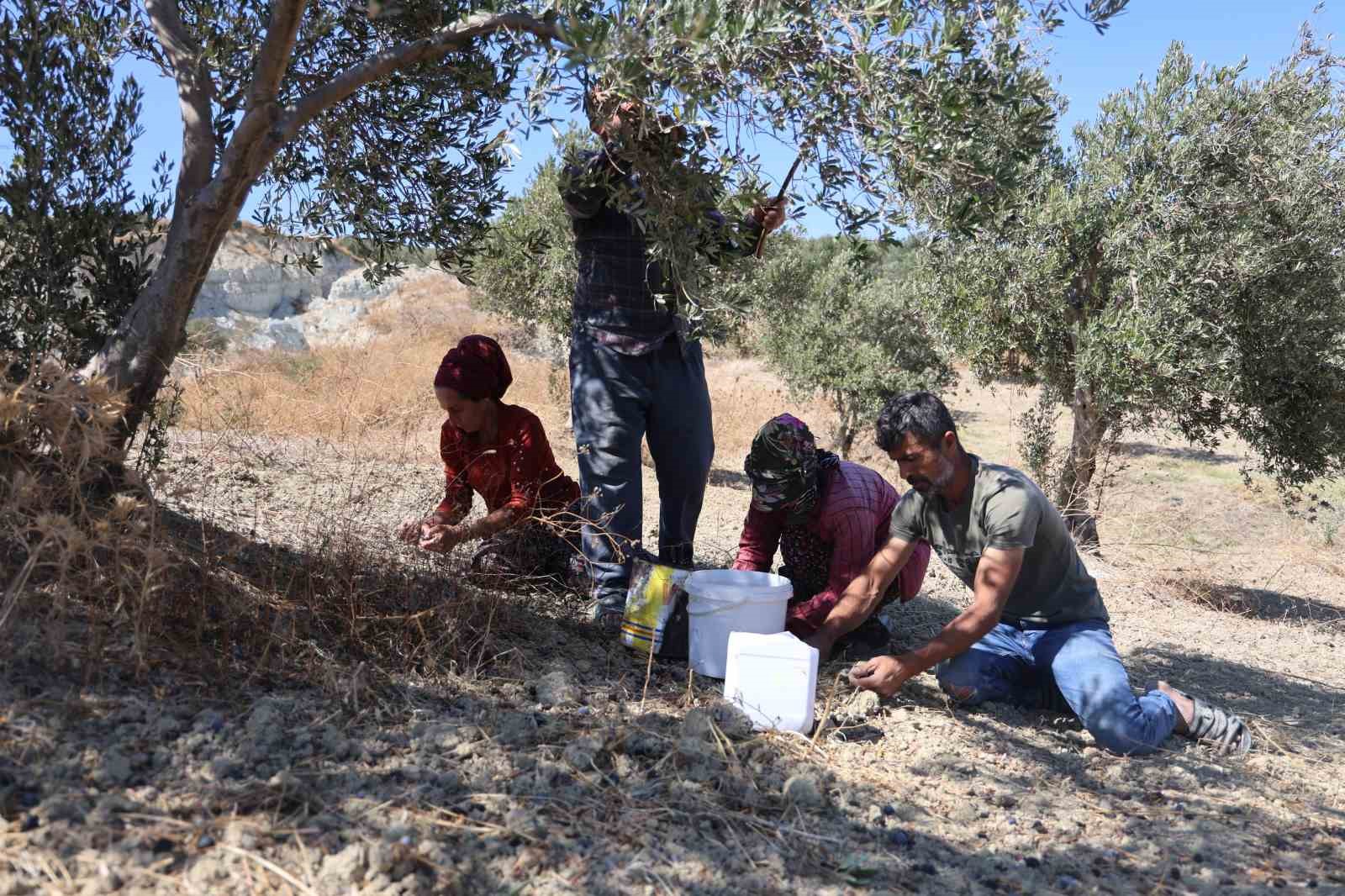 Depremin büyüklüğünü gösteren devasa yarığın ikiye ayırdığı bahçede tedirgin eden zeytin hasadı
