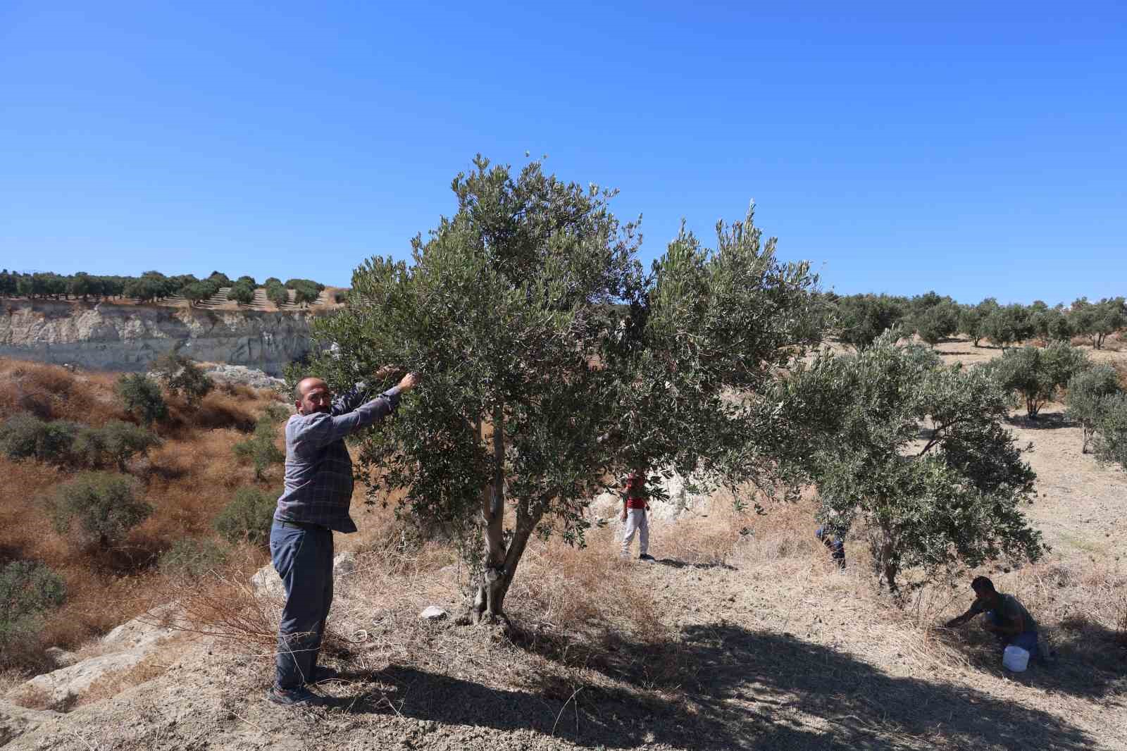 Depremin büyüklüğünü gösteren devasa yarığın ikiye ayırdığı bahçede tedirgin eden zeytin hasadı
