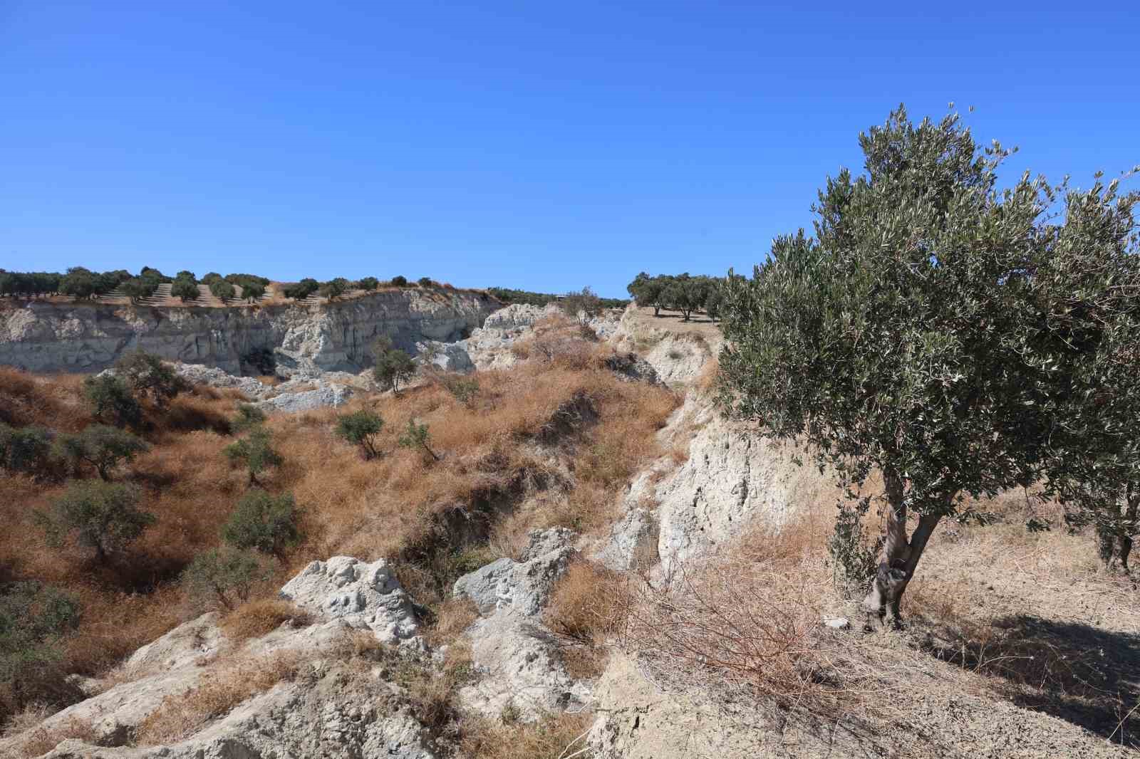 Depremin büyüklüğünü gösteren devasa yarığın ikiye ayırdığı bahçede tedirgin eden zeytin hasadı
