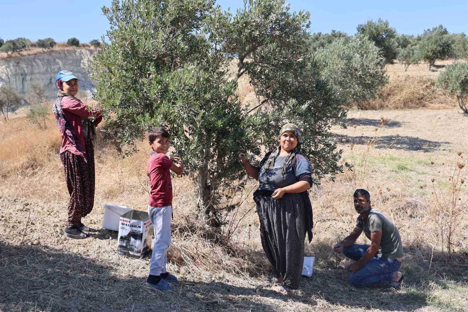 Depremin büyüklüğünü gösteren devasa yarığın ikiye ayırdığı bahçede tedirgin eden zeytin hasadı
