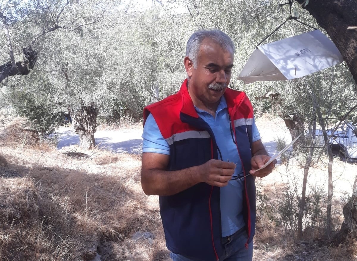 Söke’de zeytin sineği tuzağı kontrolleri sürüyor
