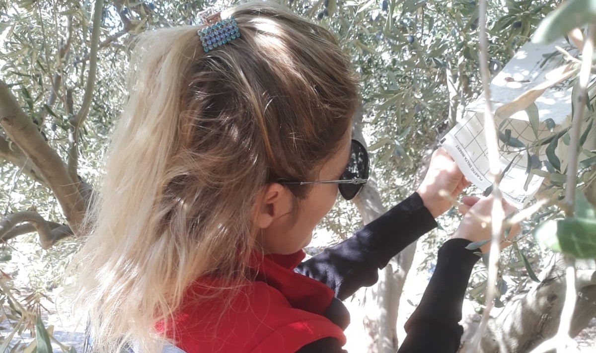 Söke’de zeytin sineği tuzağı kontrolleri sürüyor
