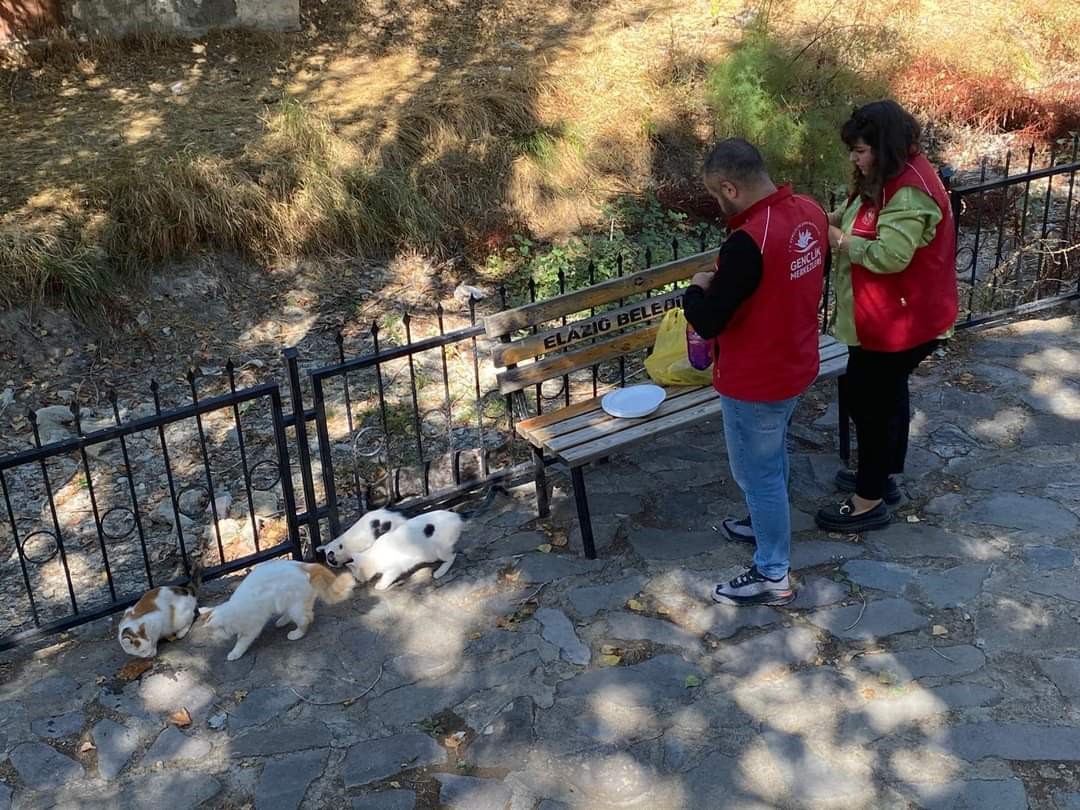 Elazığ’ın genç gönüllülerinden sokak hayvanlarına mama desteği
