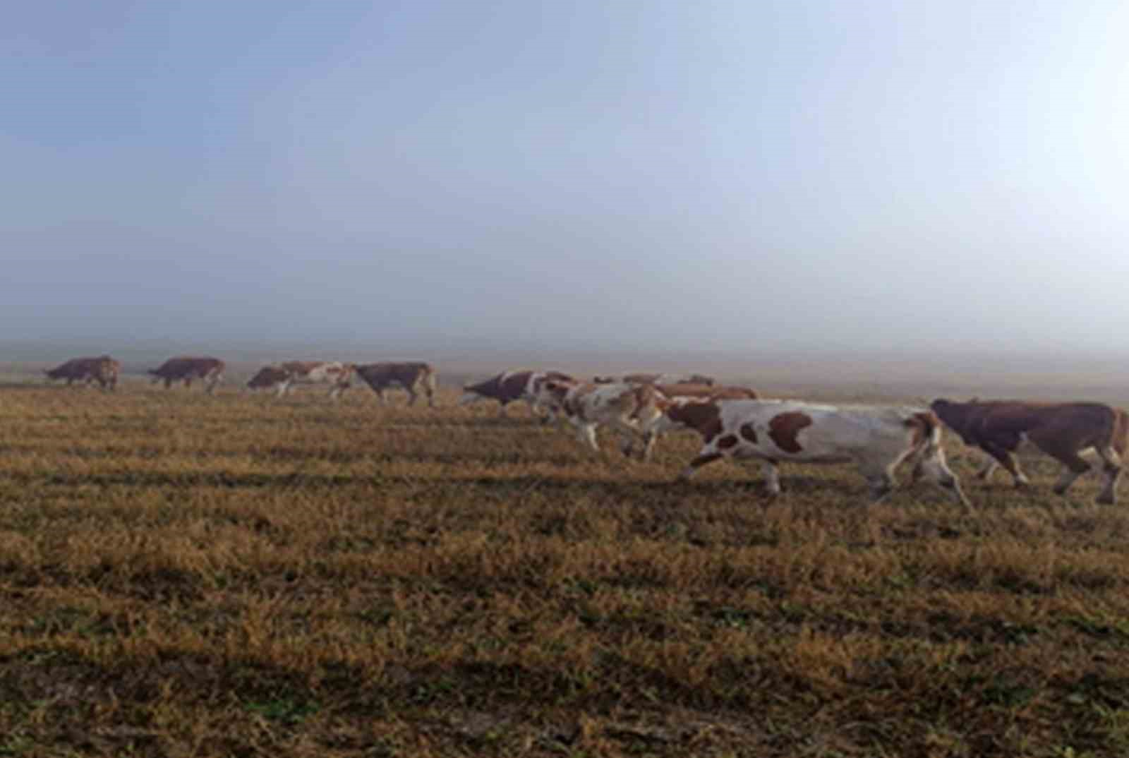 Ardahan’da kaybolan hayvanlar bulunup sahibine teslim edildi
