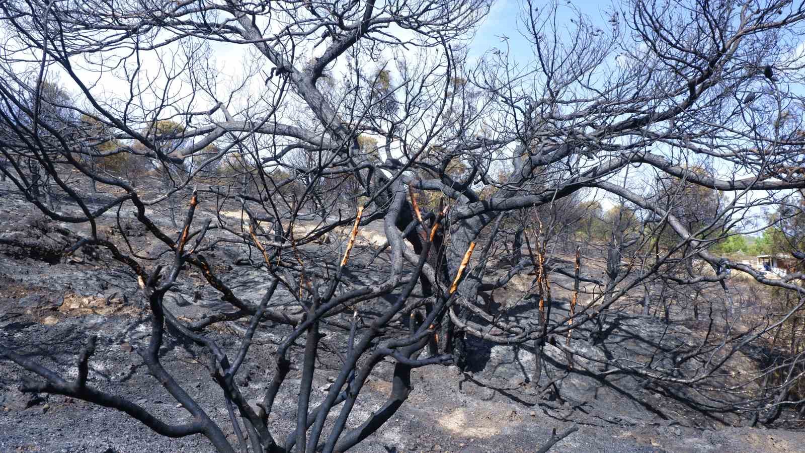 Foça yangınında hasarın boyutu havadan görüntülendi
