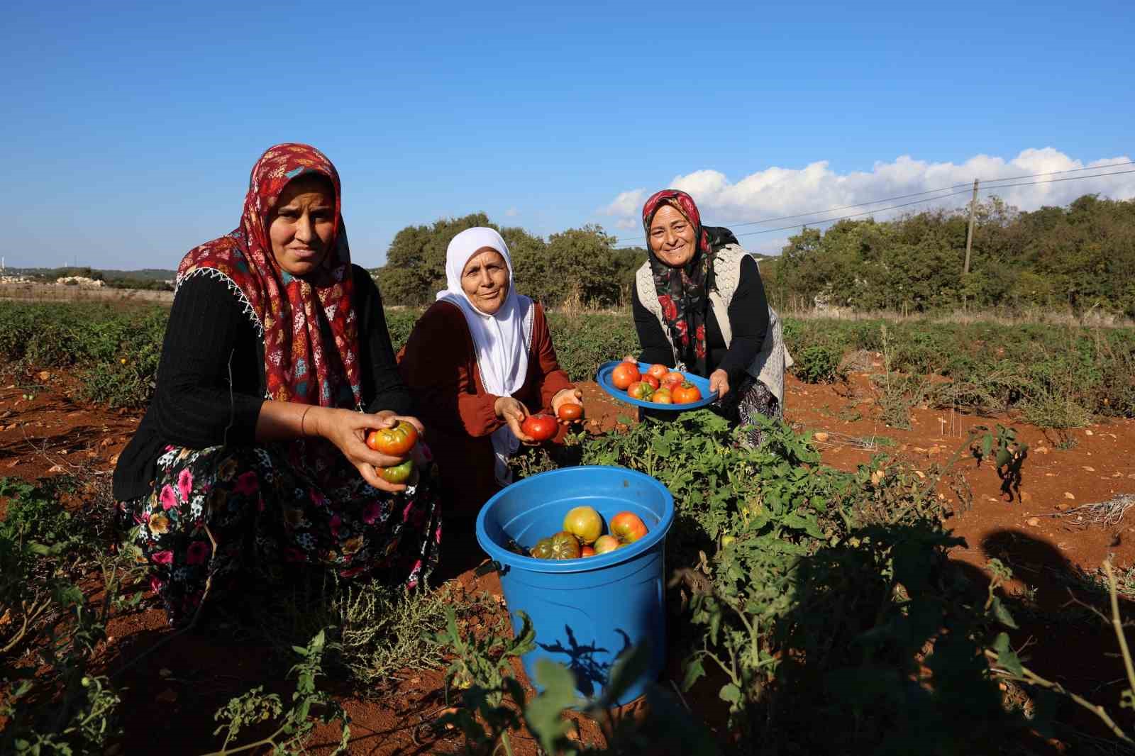 Susuz yetişen domateste mevsim normallerinin üstündeki sıcaklarda hasat sürüyor
